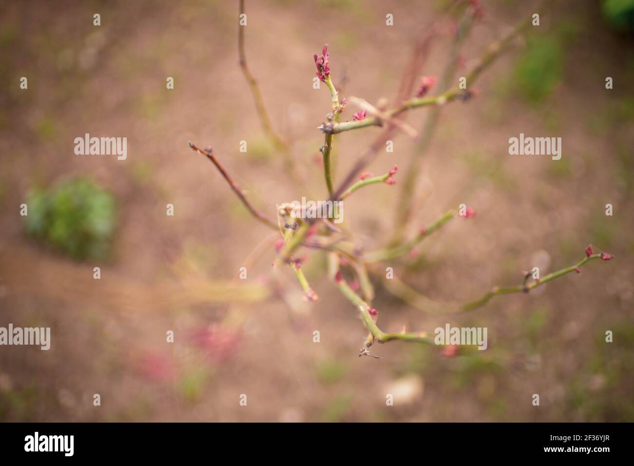 Rami di una rosa con piccoli germogli rosa su sfondo di terreno marrone offuscato Foto Stock