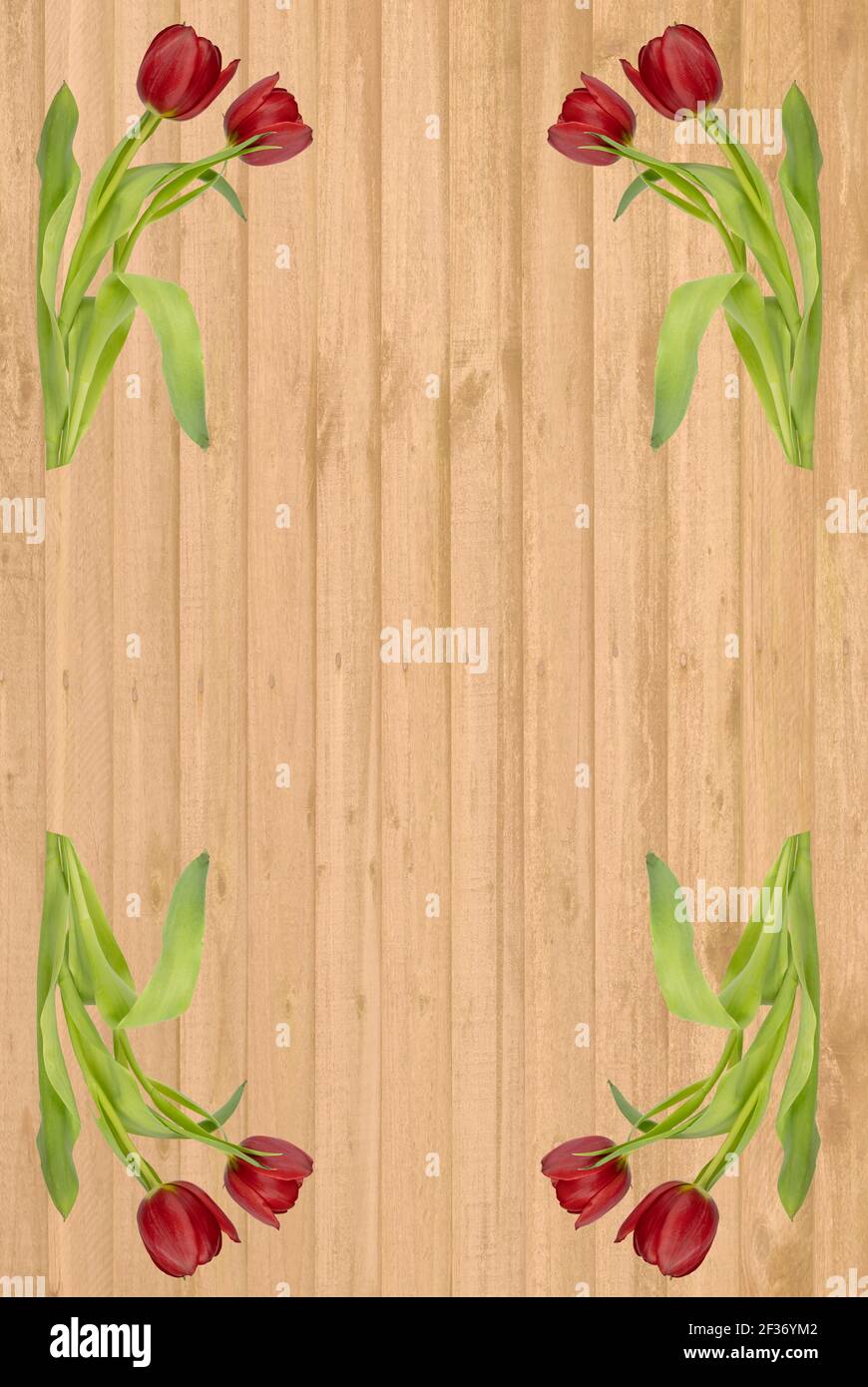 Tulipani rossi su uno sfondo di tavole di legno dorate, utilizzare come sfondo allegro o romantico Foto Stock