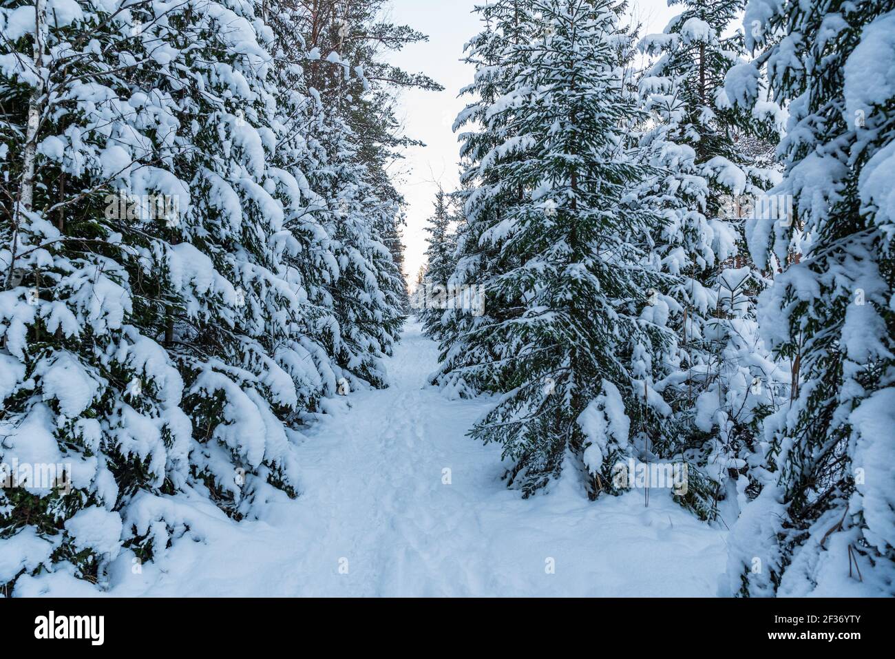rami di pino fini innevati con neve in piccoli compartimenti con calma congelato nel vento in modo che nessun fiocco dal i rami conifere verdi cadono Foto Stock