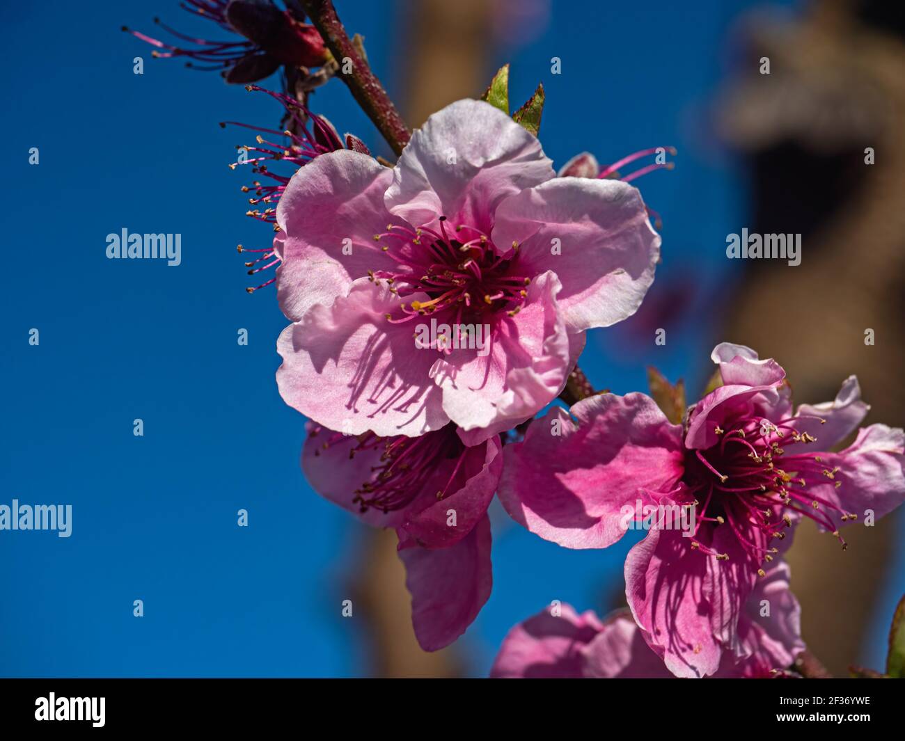 Fioritura dei ciliegi a Linden, California Foto Stock