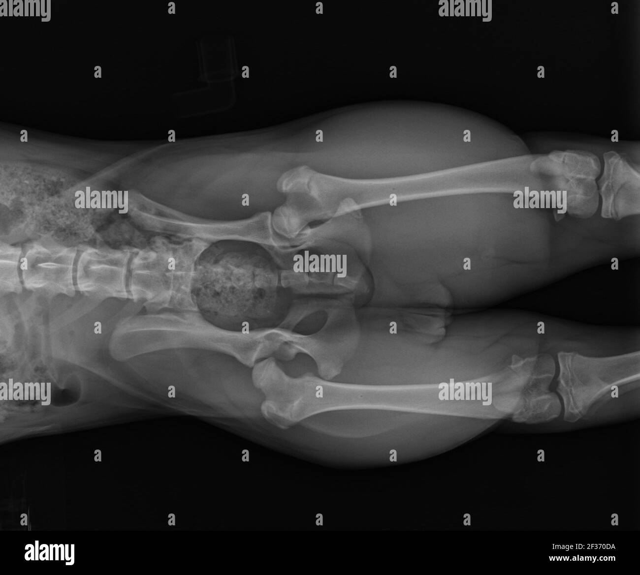 Raggi X cane che mostrano displasia dell'anca bilaterale canina. Vista ventrale Foto Stock