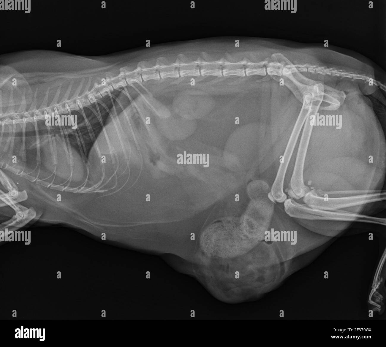 Erniazione a raggi X di gatto degli intestini attraverso la parete addominale Difetto Foto Stock