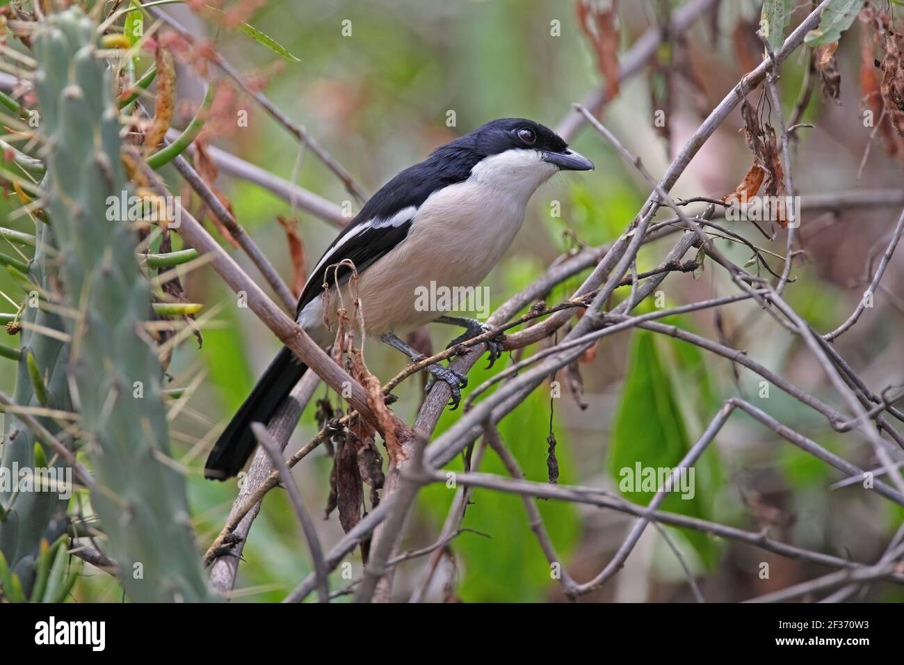 Boubou tropicale (Laniarius aethiopicus) adulto arroccato nel lago cespuglio Naivasha, Kenya Ottobre Foto Stock