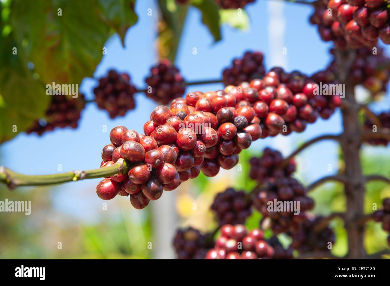 Seme di caffè organico su ramo di albero Foto Stock