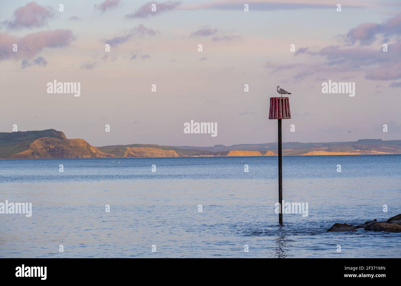Lyme Regis, Dorset, Regno Unito. 15 marzo 2021. Regno Unito Meteo: Un gabbiano appollaiato su un pennarello che si affaccia sulla costa Jurassic e Golden Cap poco prima del tramonto. Le scogliere di West Bay e Burton Bradstock viste in lontananza brillano d'oro nel sole della tarda sera. Credit: Celia McMahon/Alamy Live News. Foto Stock