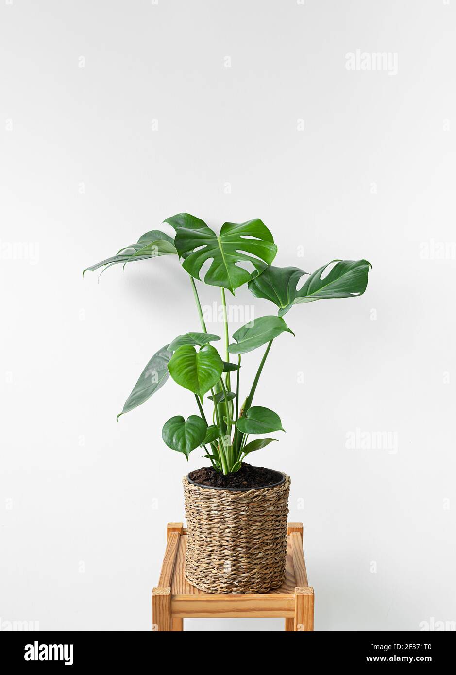 Bella monstera su un tavolo di legno in un fiore di vimini pentola isolata su sfondo bianco Foto Stock
