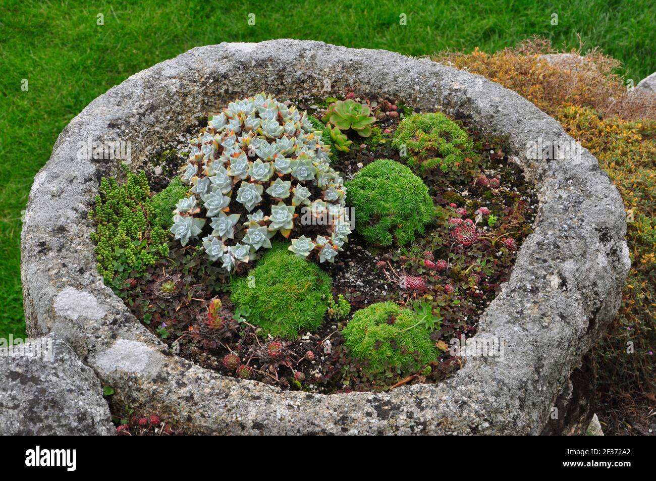 Un semplice trogolo di piante succulente tra giardini rocciosi sul lato del monte St Michaels al largo di Marazion in Cornovaglia. REGNO UNITO Foto Stock