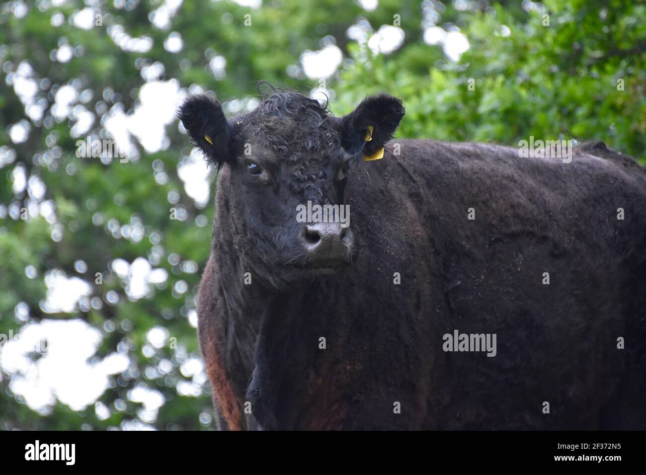Aberdeen Angus mucca, Oban, Argyll, Scozia Foto Stock