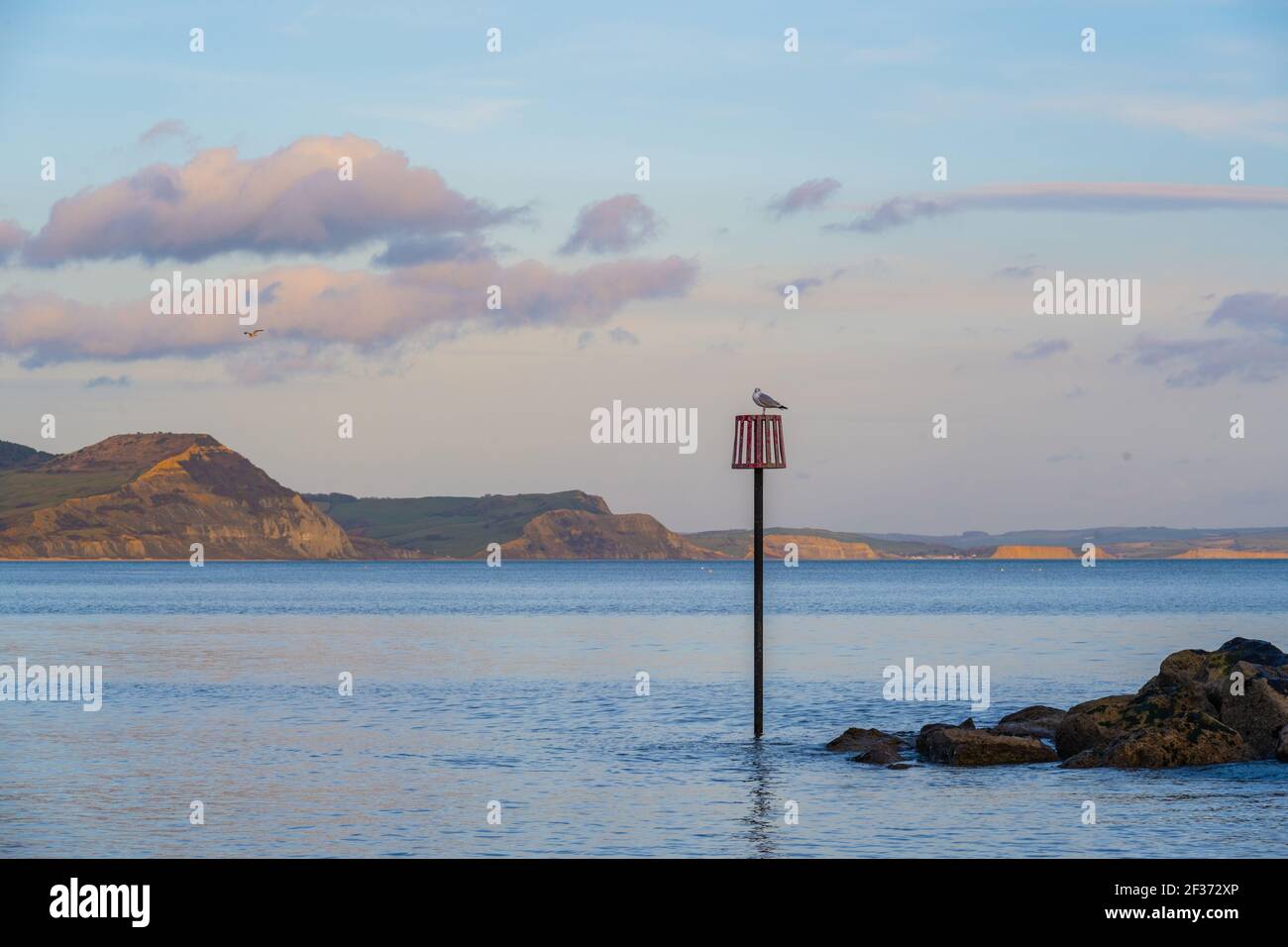 Lyme Regis, Dorset, Regno Unito. 15 marzo 2021. Regno Unito Meteo: Un gabbiano appollaiato su un pennarello che si affaccia sulla costa Jurassic e Golden Cap poco prima del tramonto. Le scogliere di West Bay e Burton Bradstock viste in lontananza brillano d'oro nel sole della tarda sera. Credit: Celia McMahon/Alamy Live News Foto Stock
