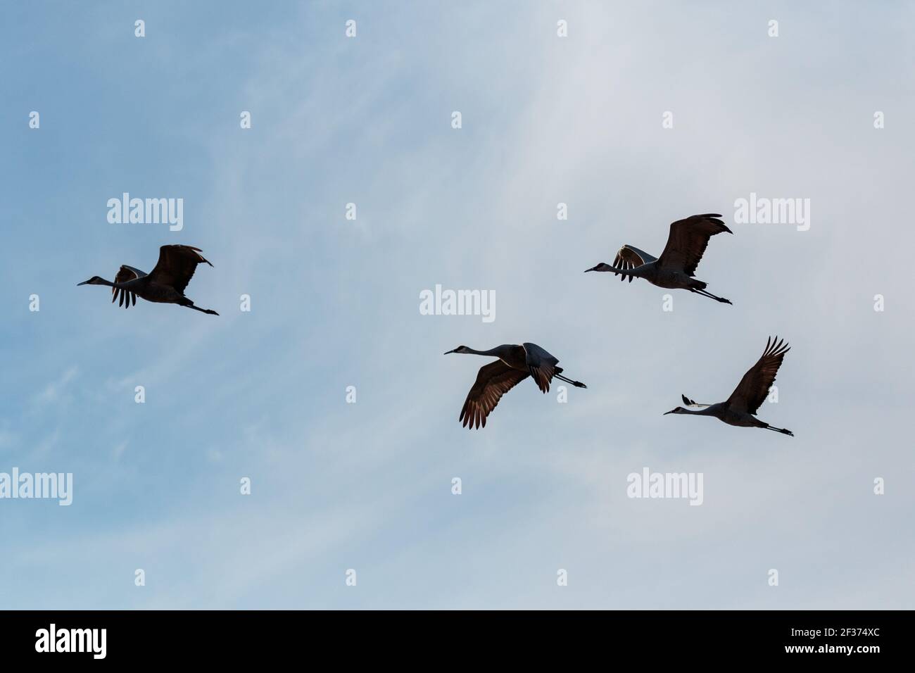 Gru di Sandhill, (Antigone canadensis) 23 novembre 2020 valle del fiume del Wisconsin. Foto Stock