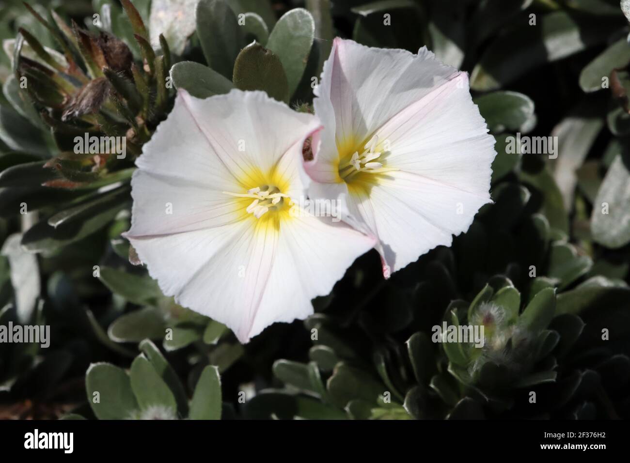 Convolvulus cneorum Silverbush – fiori bianchi e foglie grigio argenteo scintillanti, marzo, Inghilterra, Regno Unito Foto Stock