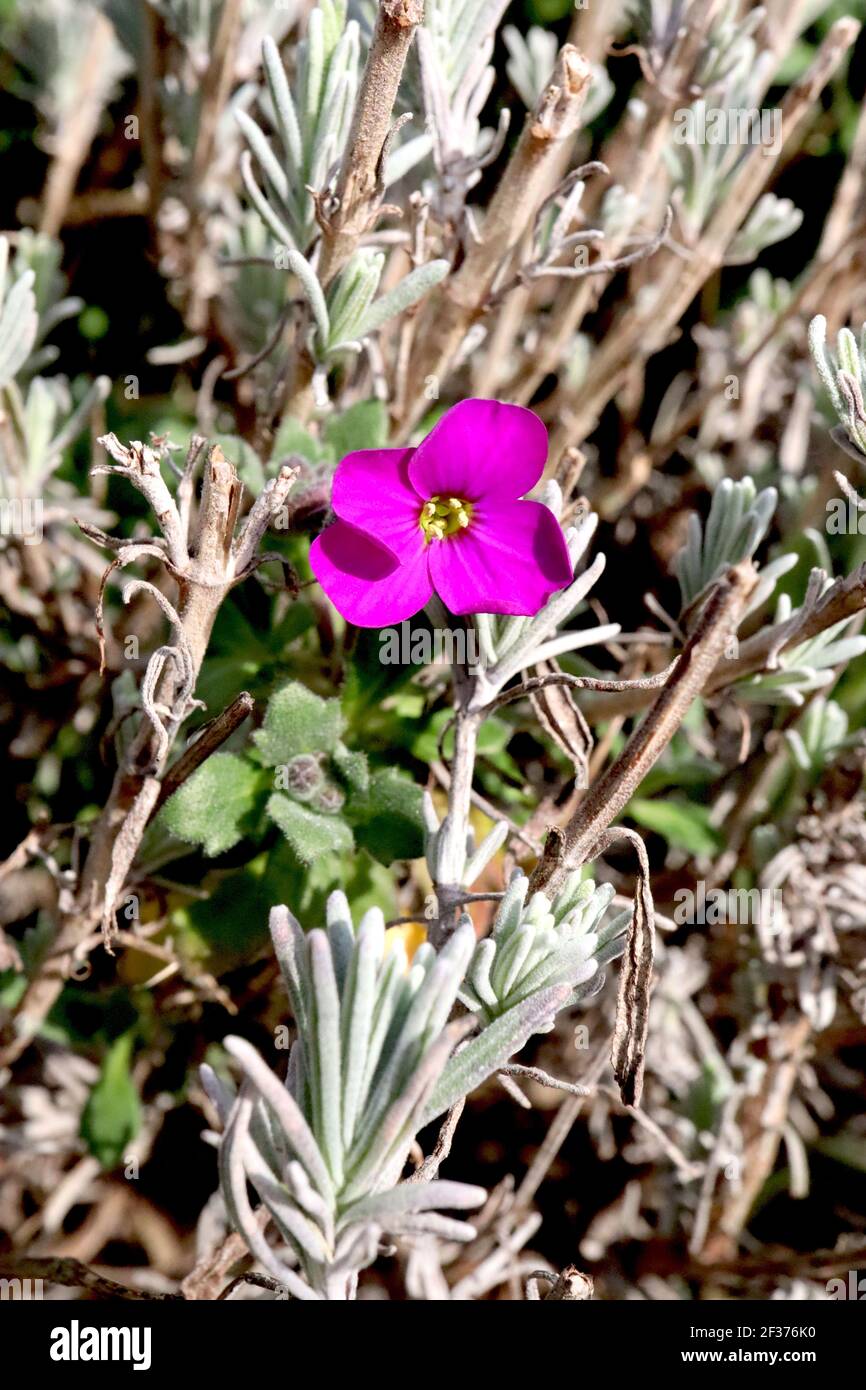Lavendula angustifolia e Aubrieta ‘Gloria’ lavanda inglese e rocca Gloria, marzo, Inghilterra, Regno Unito Foto Stock