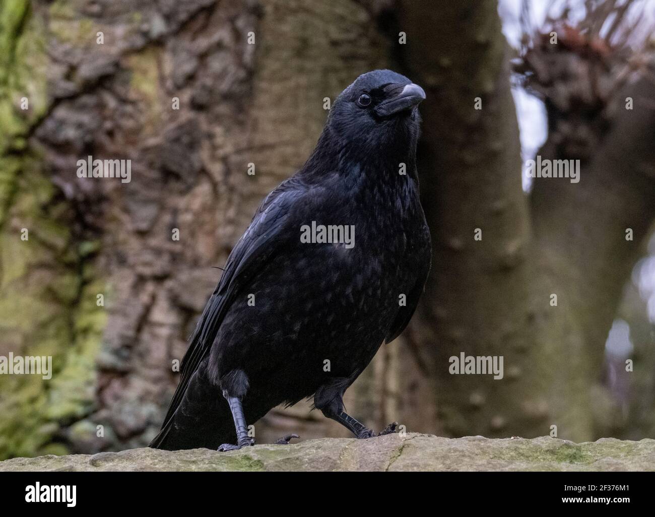 Un Carrion Crow (Corvus Corone) appollaiato su un muro, Warriston, Edimburgo. Foto Stock