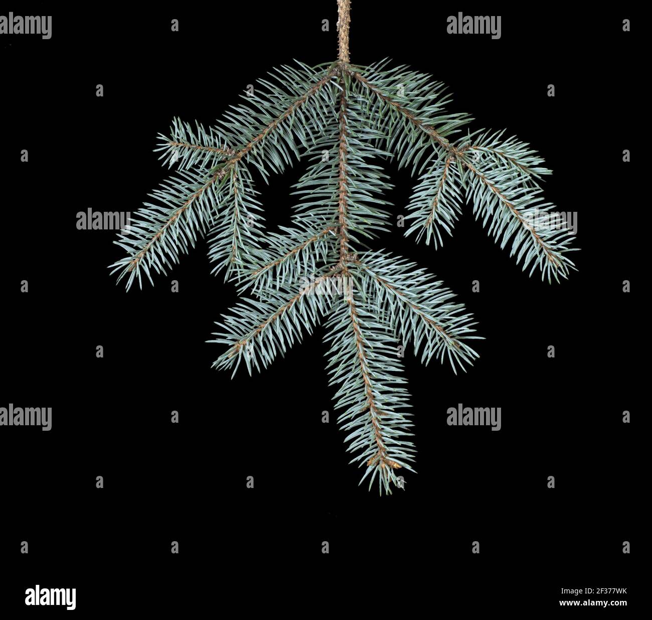 Ramo di abete, varietà di abete rosso blu, aghi puliti di un albero di Natale isolato su uno sfondo nero liscio. Concept - buon Natale, Capodanno Foto Stock