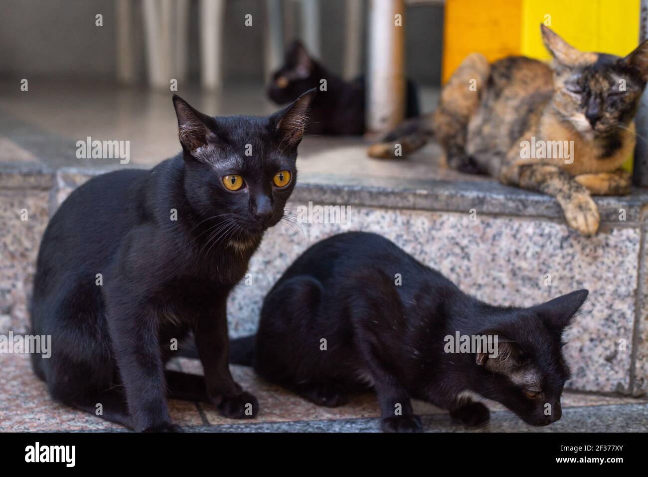 i gatti neri affamati di senzatetto sono seduti sui gradini dell'edificio, aiutano gli animali soli senza una casa Foto Stock