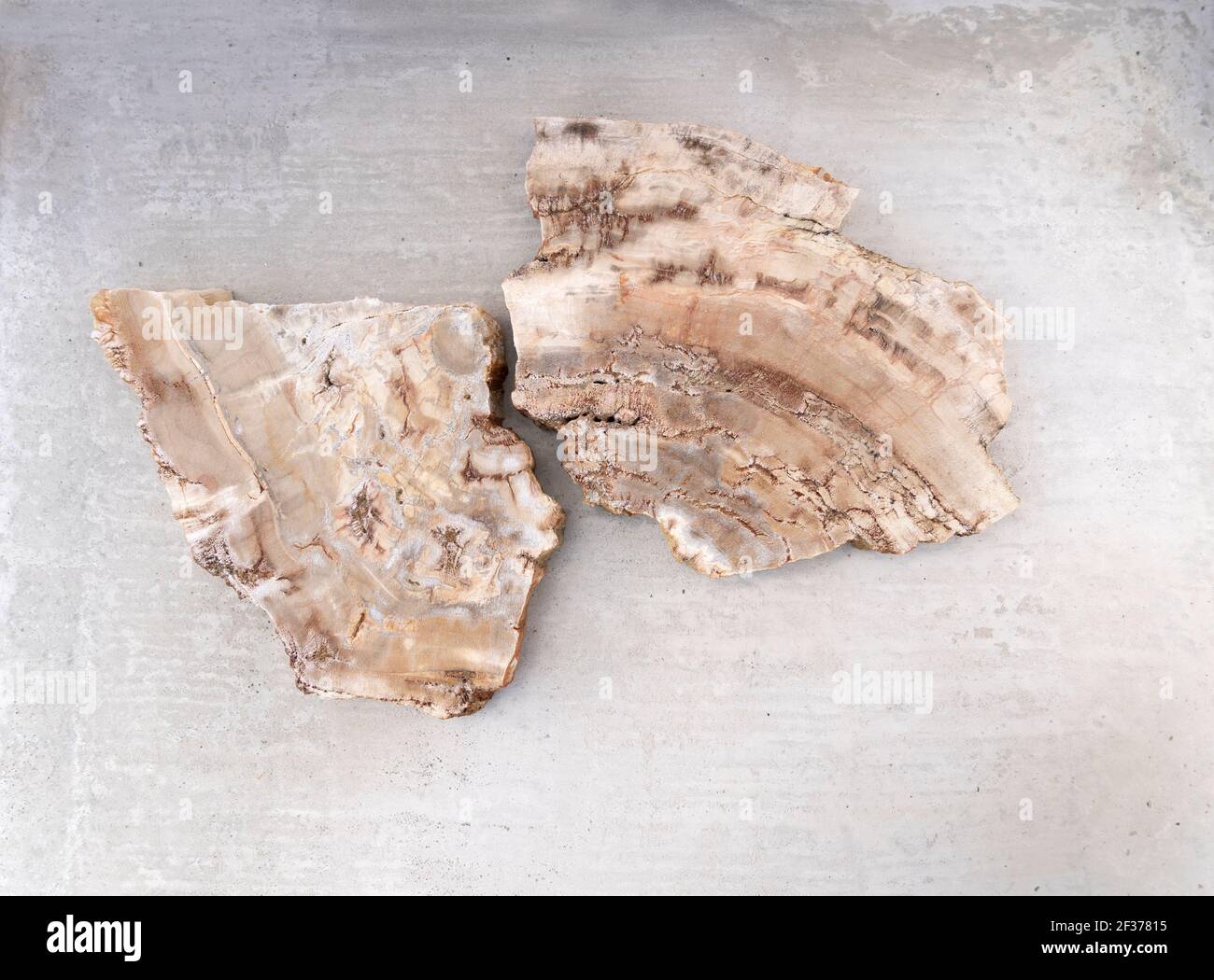 Un fossile di legno di migliaia di anni Foto Stock