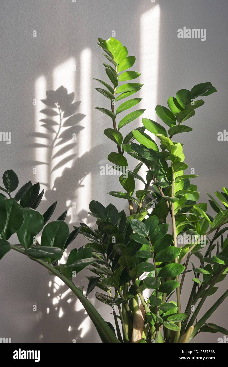 Zamioculcas o gemma Zanzibar, pianta ZZ, pianta Zuzu coltivata al vivaio Foto Stock