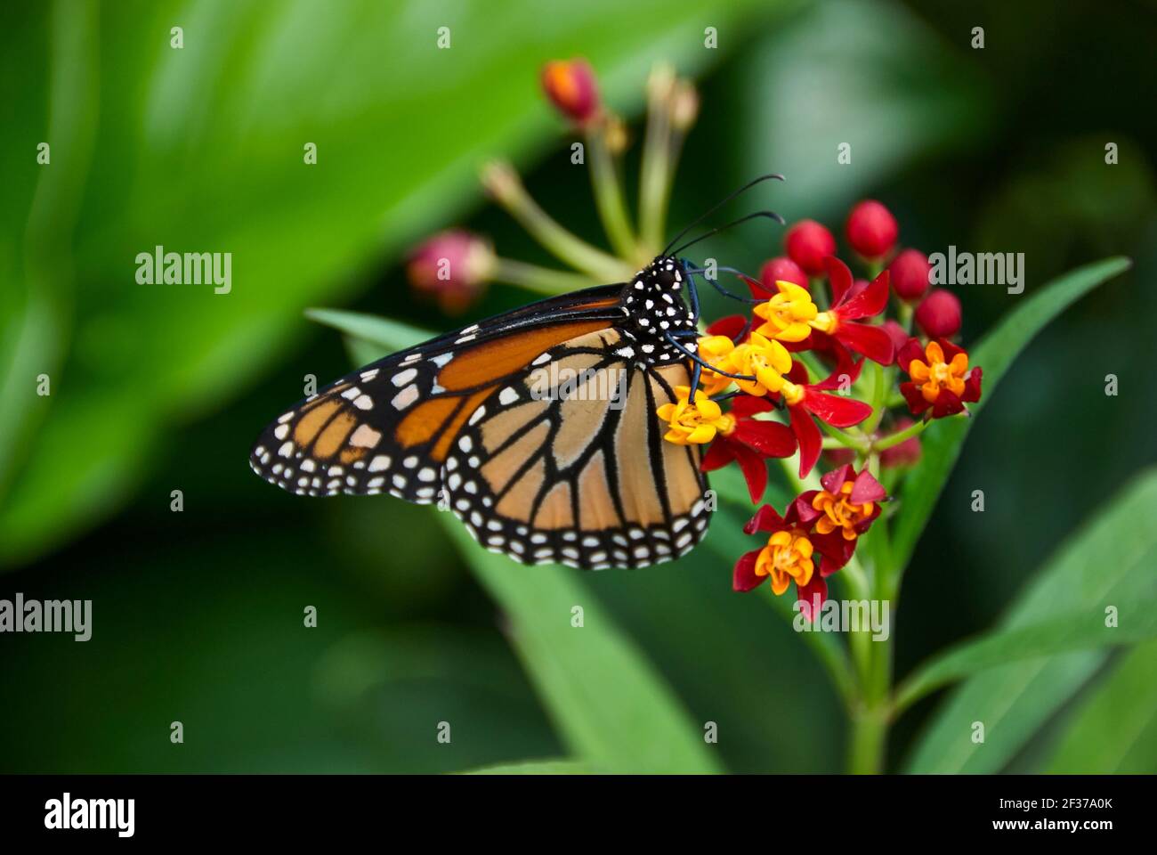 Una farfalla monarca su verde tropicale Milkweed Foto Stock