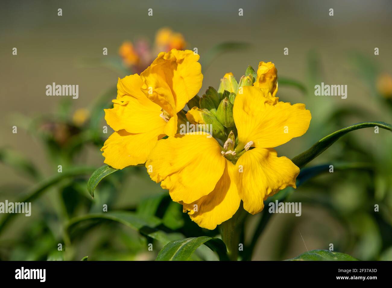 Primo piano di un fiore giallo (erysimum cheiri) in fiore Foto Stock