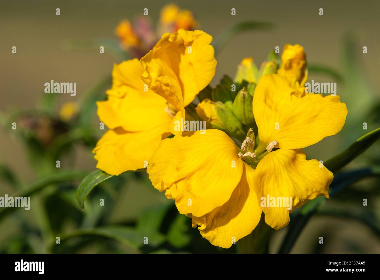 Primo piano di un fiore giallo (erysimum cheiri) in fiore Foto Stock