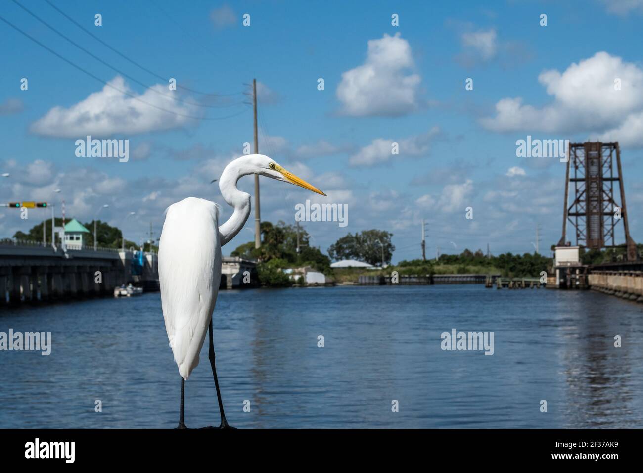 Il grande uccello bianco di Egret riposa sul molo vicino al fiume St. Lucie, nel centro storico di Stuart, Florida. Foto Stock