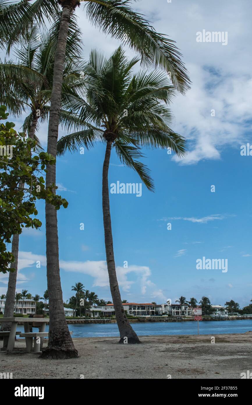 Marina e parco con palme, erba, acqua nella contea di Palm Beach, Florida parte del Florida Fish and Wildlife con marciapiede, passerelle e ponte Foto Stock