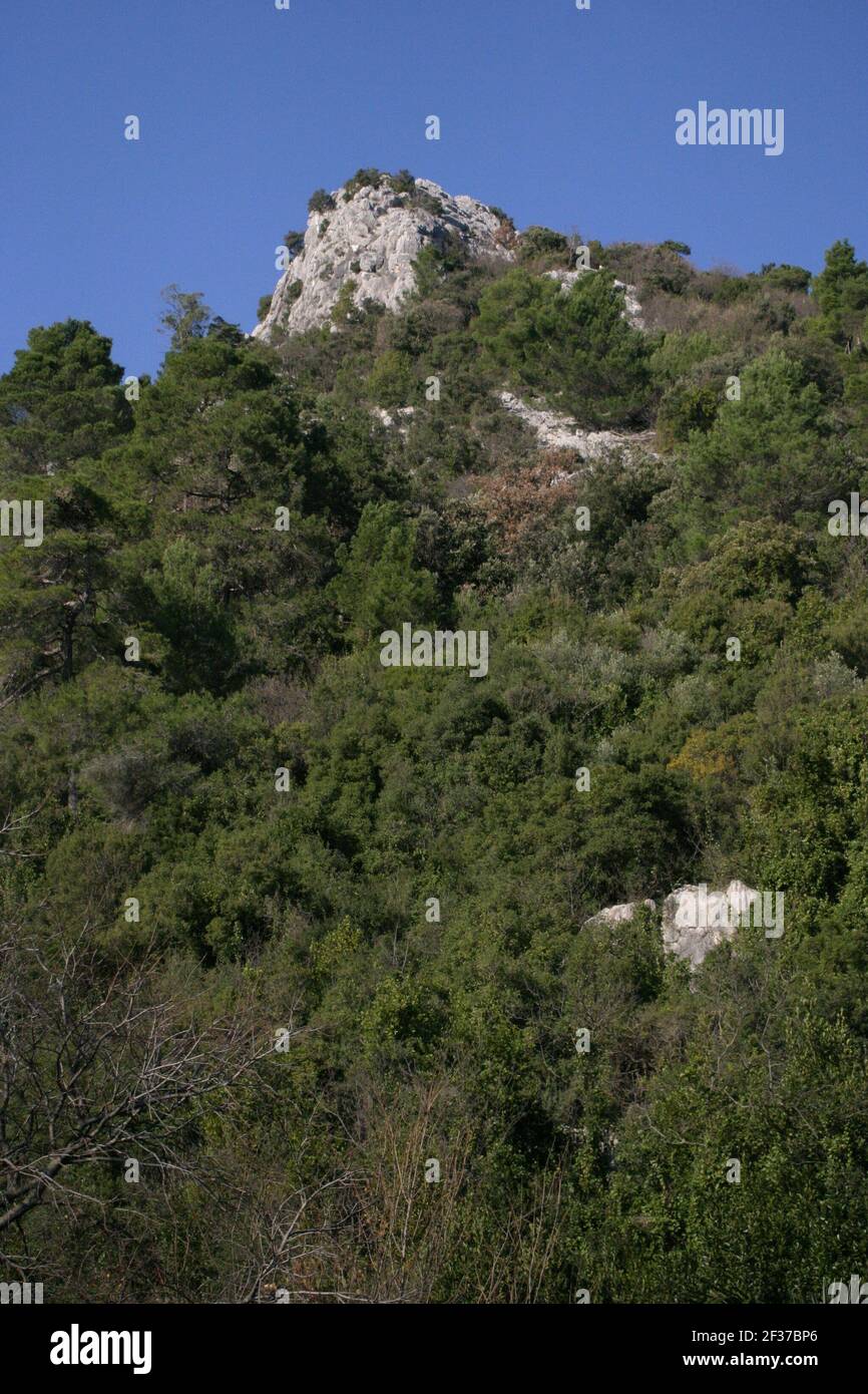 Vista in salita di una foresta mediterranea in inverno Foto Stock