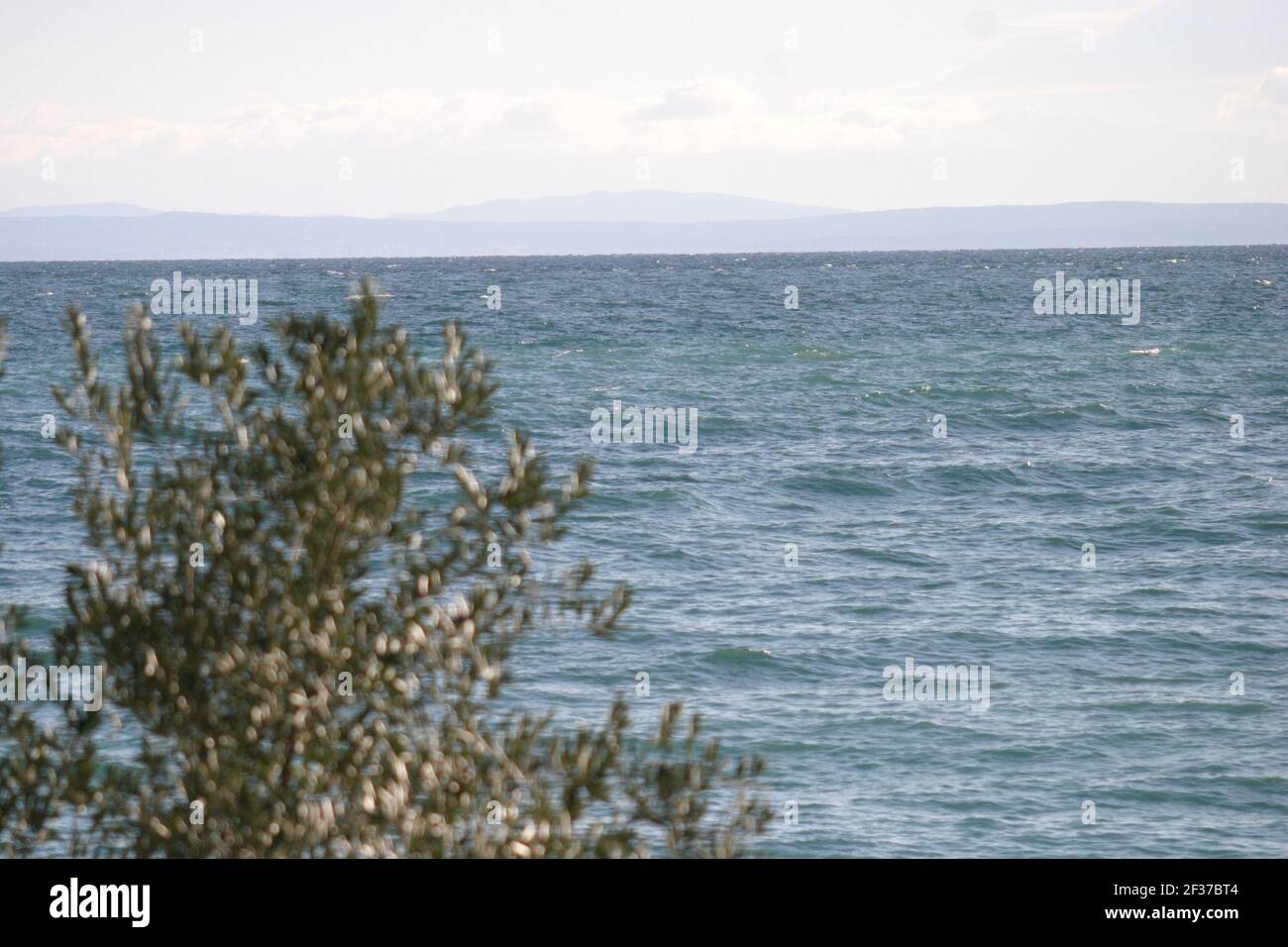 Un mare ondulato con un olivo in primo piano, foto scattata in una giornata fredda e ventosa in inverno Foto Stock