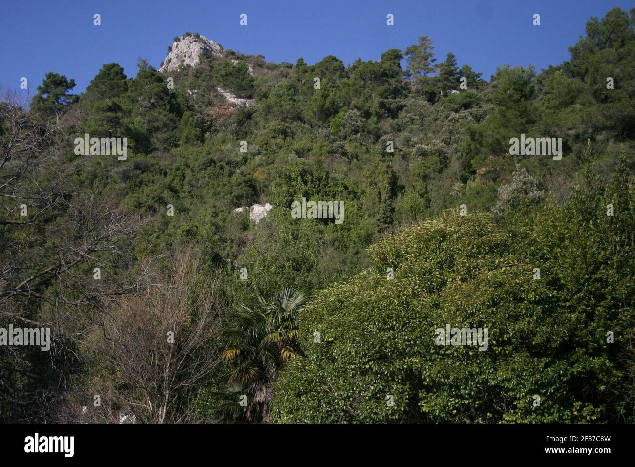 Vista su una bella foresta mediterranea in inverno Foto Stock