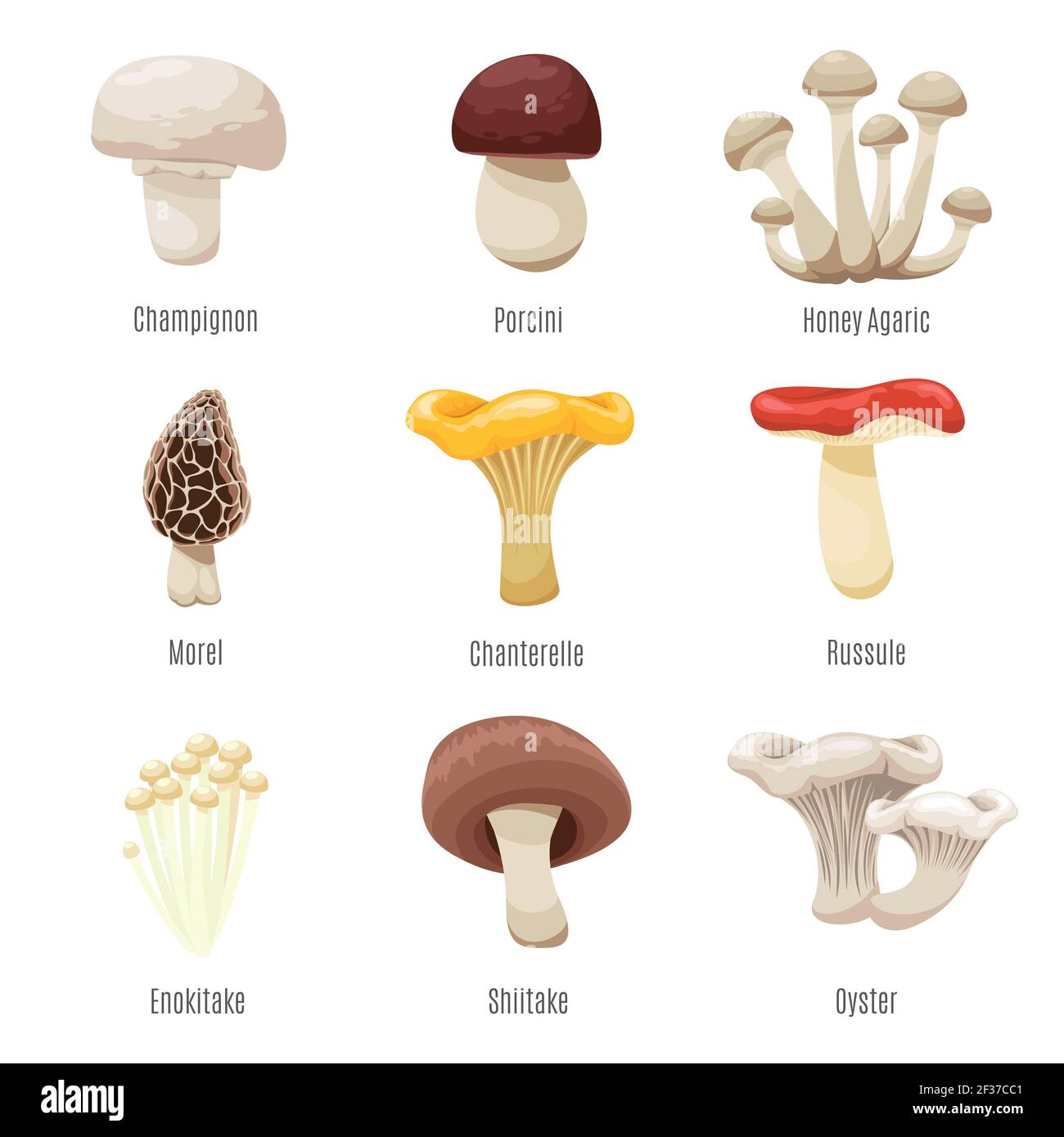 Funghi commestibili su illustrazione vettoriale bianca. Funghi di champignon e porcini, miele agarico e funghi freschi di spugnole Illustrazione Vettoriale