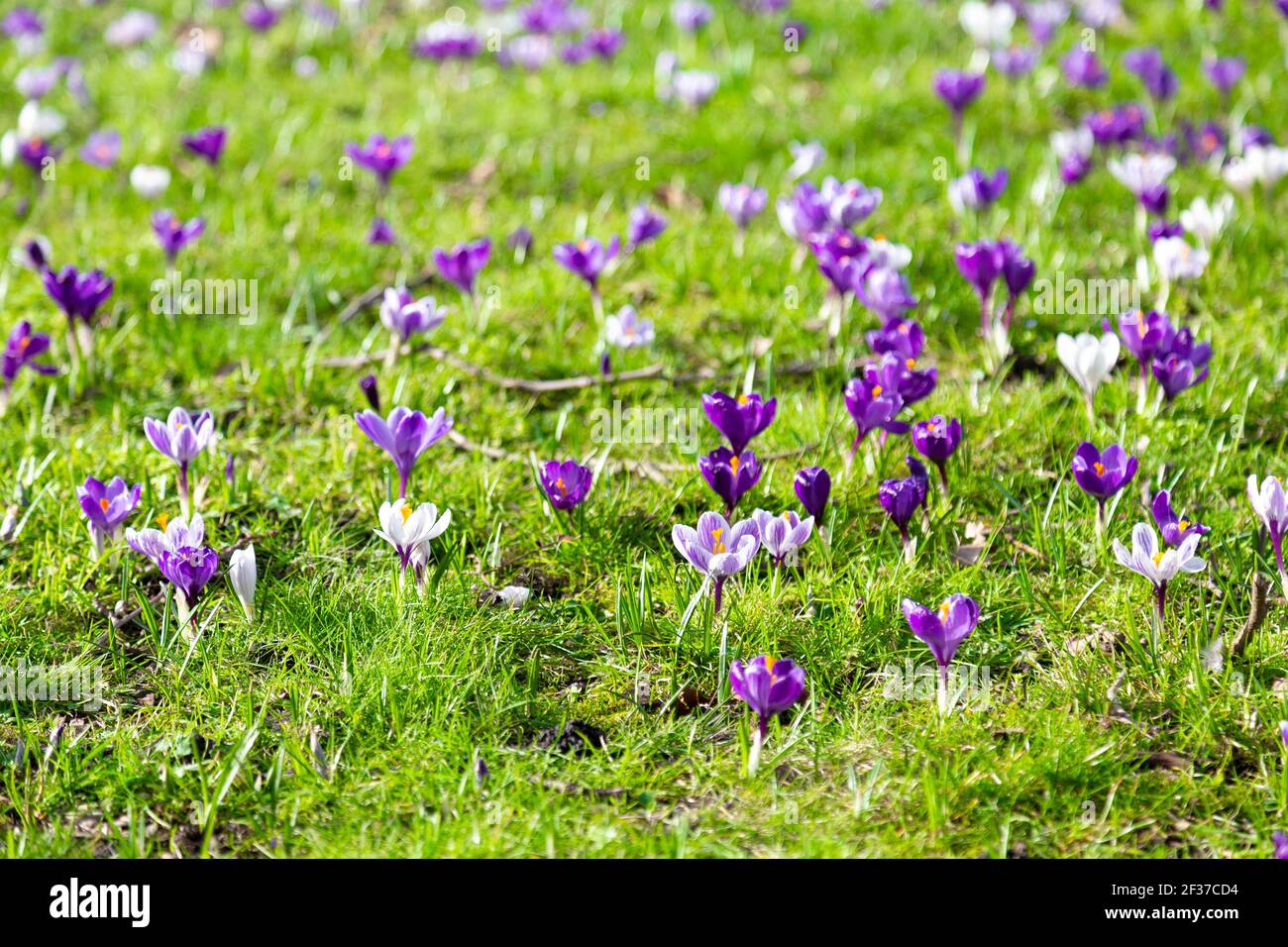 Fiori di crocus viola in fiore in primavera, Londra, Regno Unito Foto Stock
