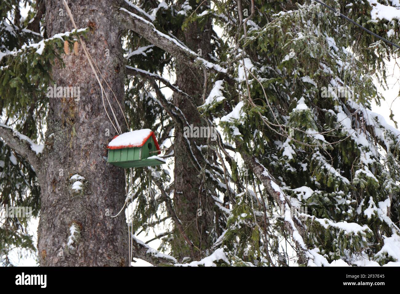 Casa degli uccelli innevata su un albero di pino Foto Stock