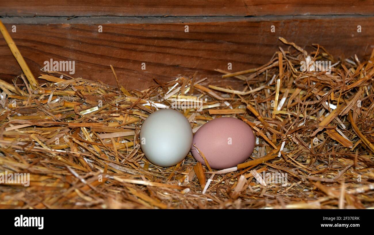 Due uova, una bianca e una rosa, si siedono in un nido di paglia all'interno di un fienile di legno. Foto Stock