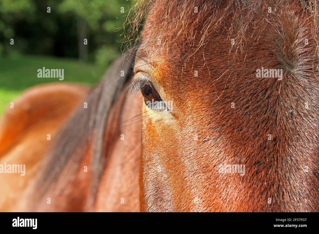 Primo piano di un occhio di Cavallo marrone Foto Stock