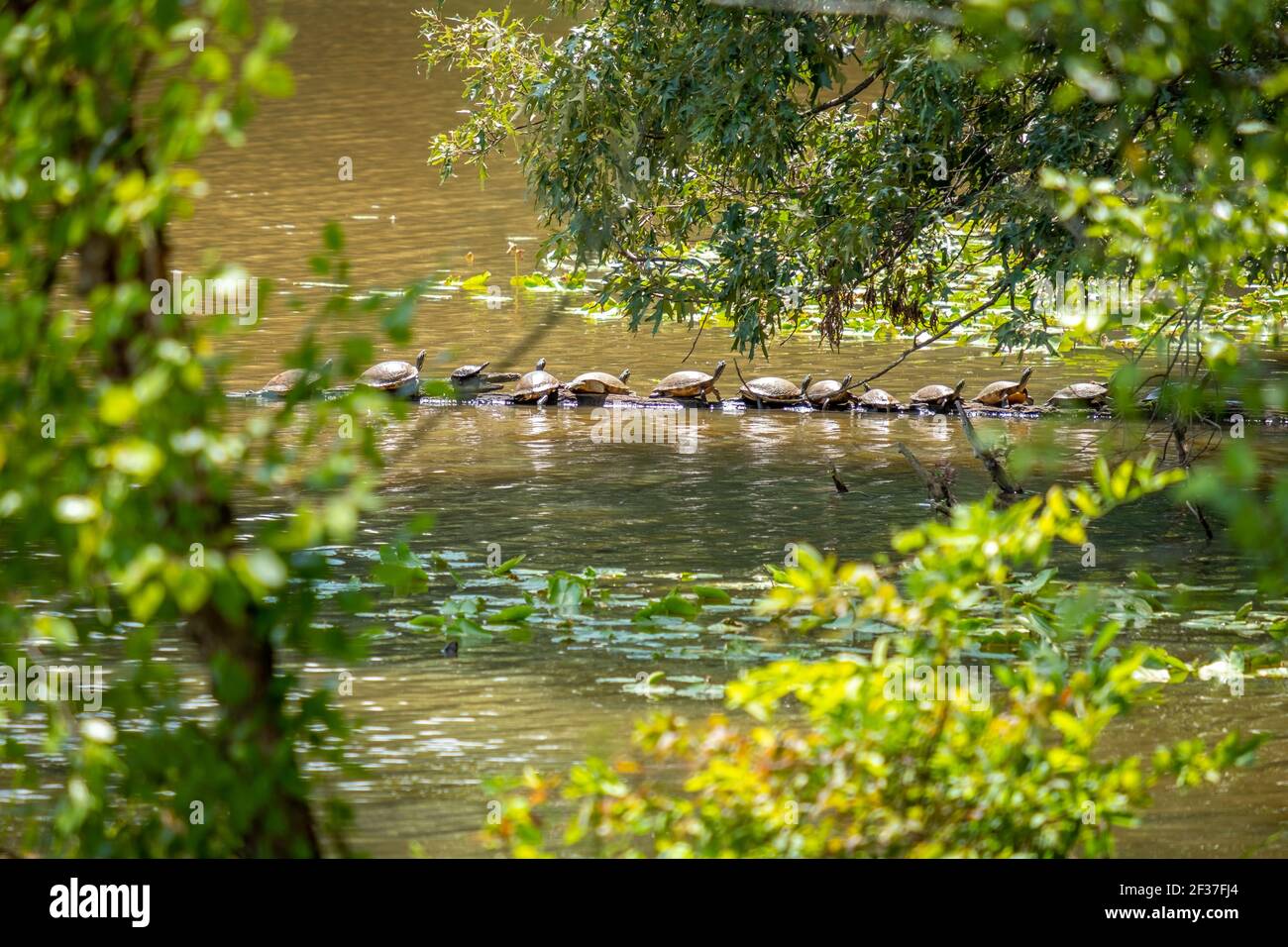 Diversi Cooters fiume orientale (Pseudemys concinna concinna) crogiolarsi al sole su un ceppo nel lago. Durant Nature Preserve, Raleigh, North Carol Foto Stock