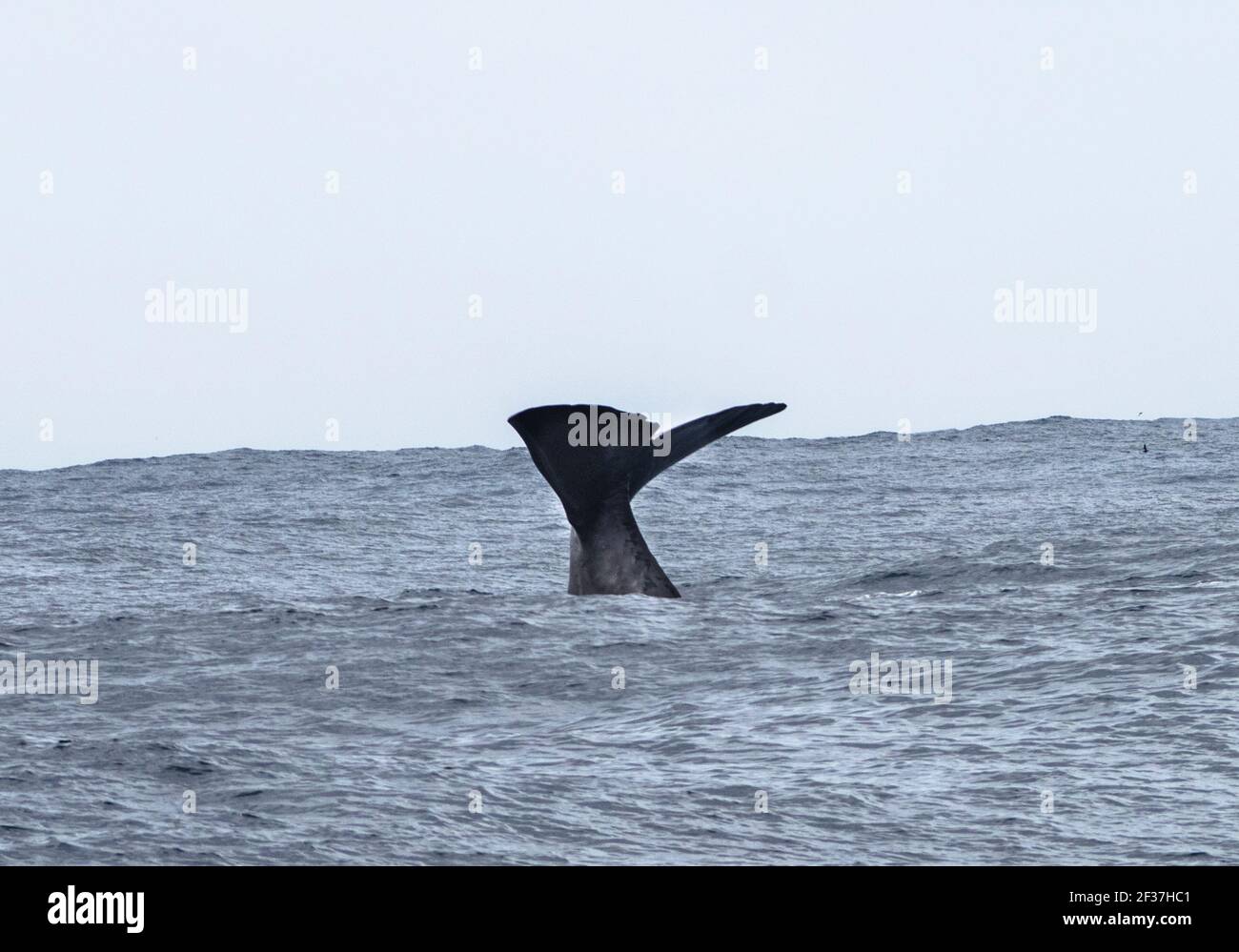 Coda delle balene spermatiche (Physeter macrocephalus), Oceano Meridionale, Bremer Canyon, Albany, Australia Occidentale Foto Stock