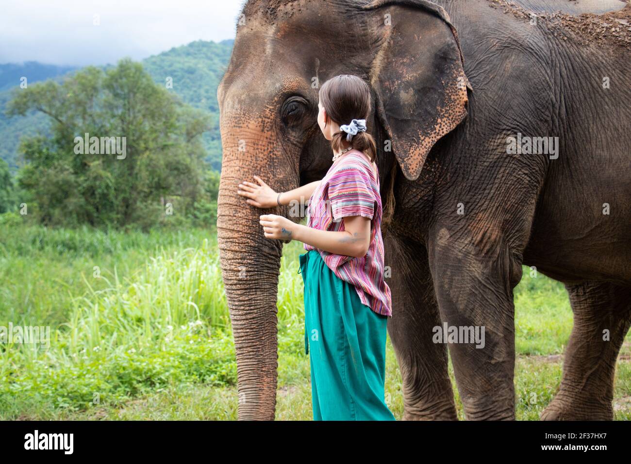 A nord di Chiang mai, Thailandia. Una ragazza sta accarezzando un elefante in un santuario per vecchi elefanti. Foto Stock