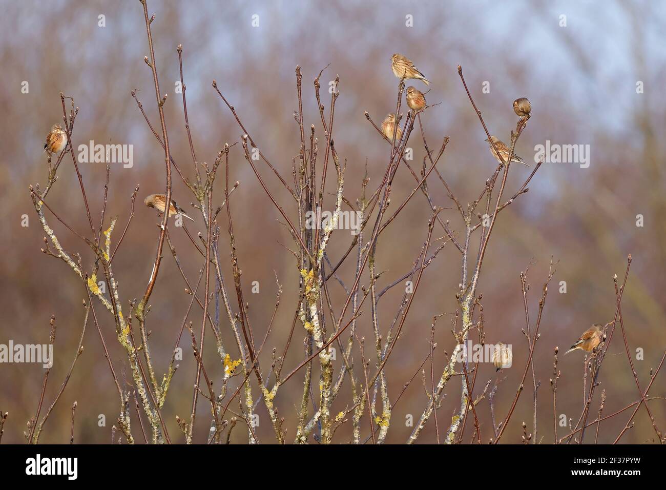 Piccolo gregge di Linets in una foresta di alberi invernali di Decano Foto Stock