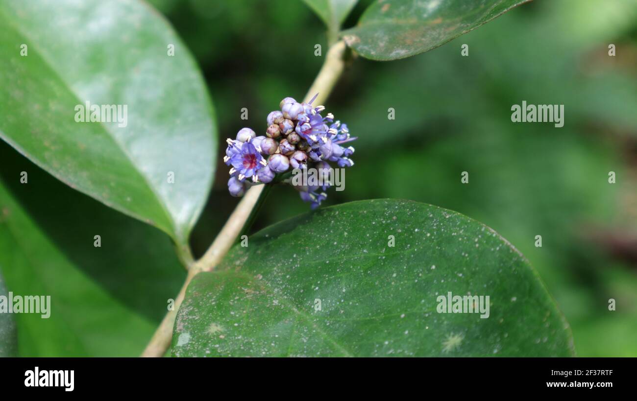 Primo piano di piccoli fiori e boccioli di colore viola Foto Stock
