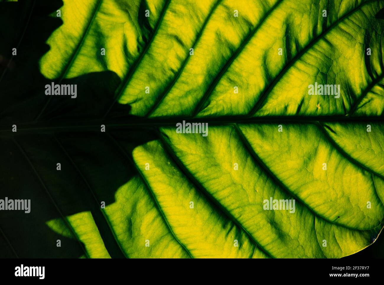 Piante tropicali, Coral Gables Coral Gables, Florida Foto Stock