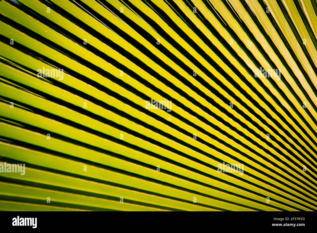 Piante tropicali, Coral Gables Coral Gables, Florida Foto Stock