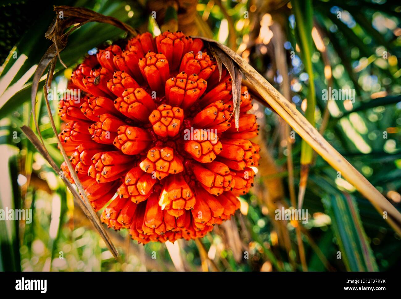 Piante tropicali, Coral Gables Coral Gables, Florida Foto Stock