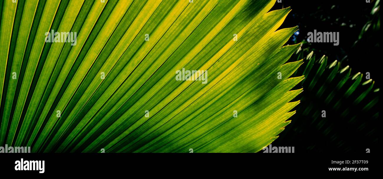 Piante tropicali, Coral Gables Coral Gables, Florida Foto Stock