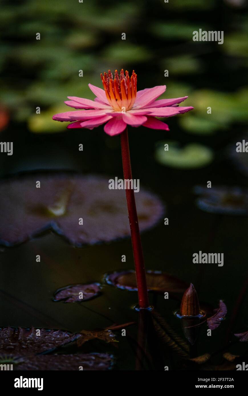 Piante tropicali, Coral Gables Coral Gables, Florida Foto Stock