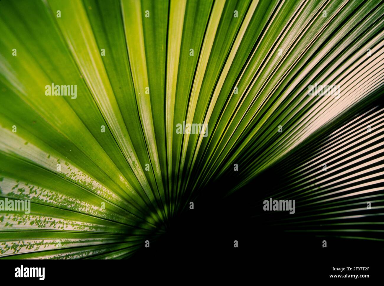 Piante tropicali, Coral Gables Coral Gables, Florida Foto Stock