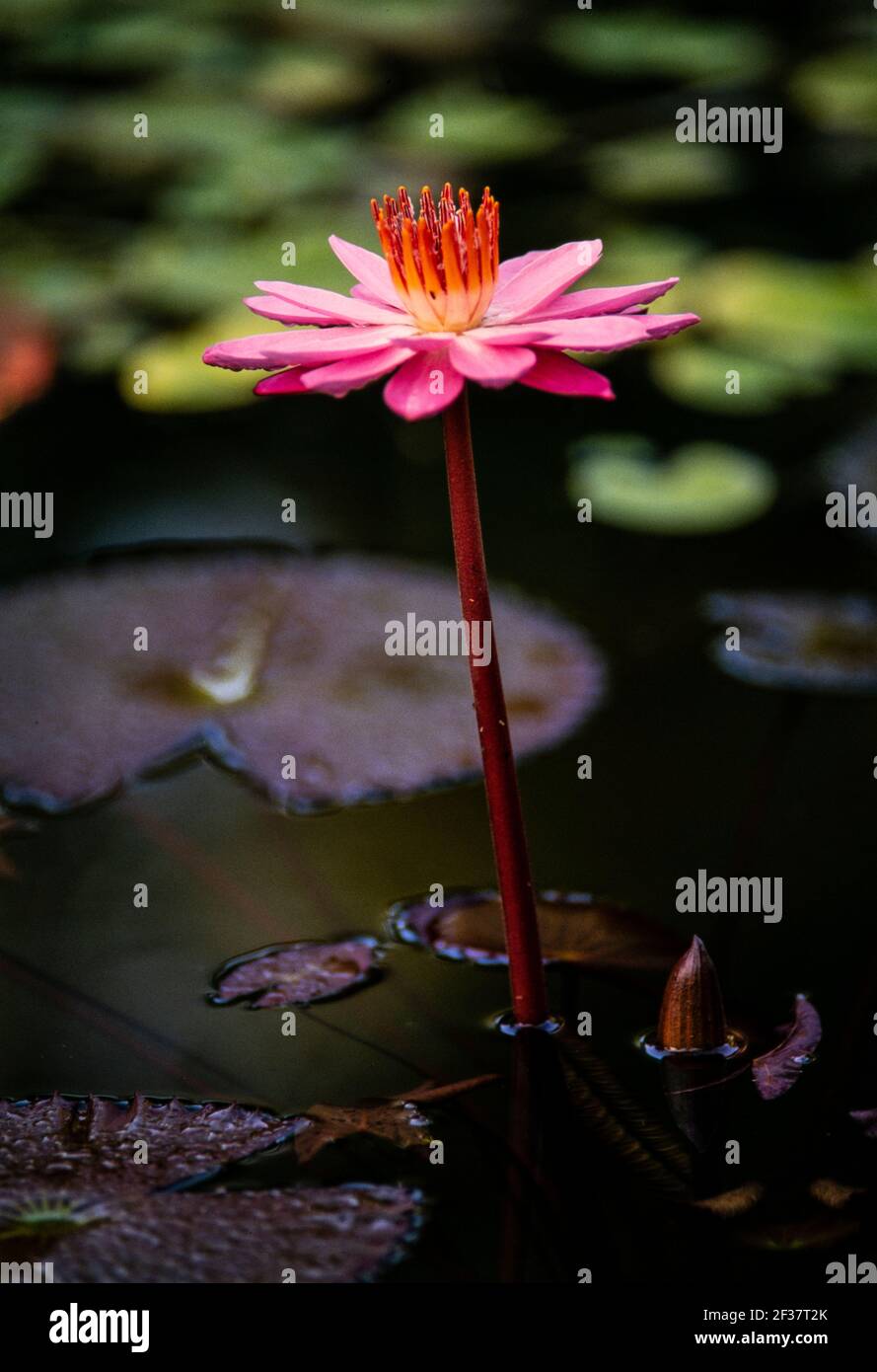 Piante tropicali, Coral Gables Coral Gables, Florida Foto Stock