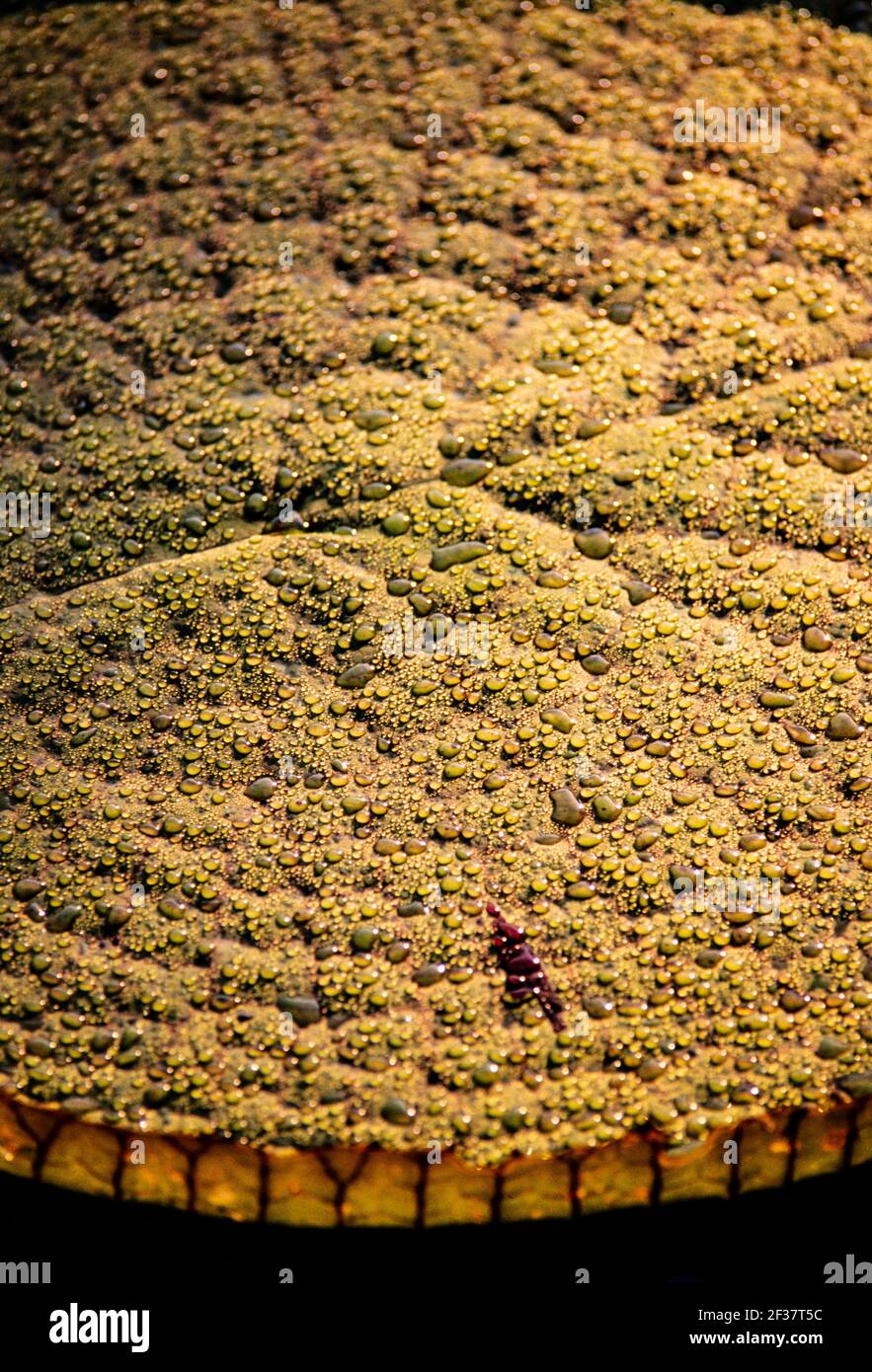 Piante tropicali, Coral Gables Coral Gables, Florida Foto Stock