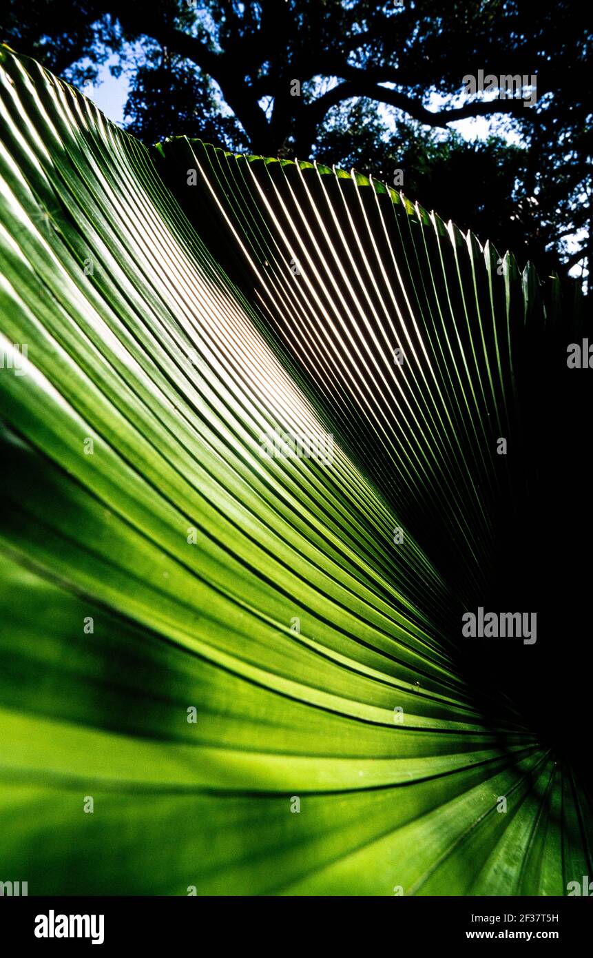 Piante tropicali, Coral Gables Coral Gables, Florida Foto Stock