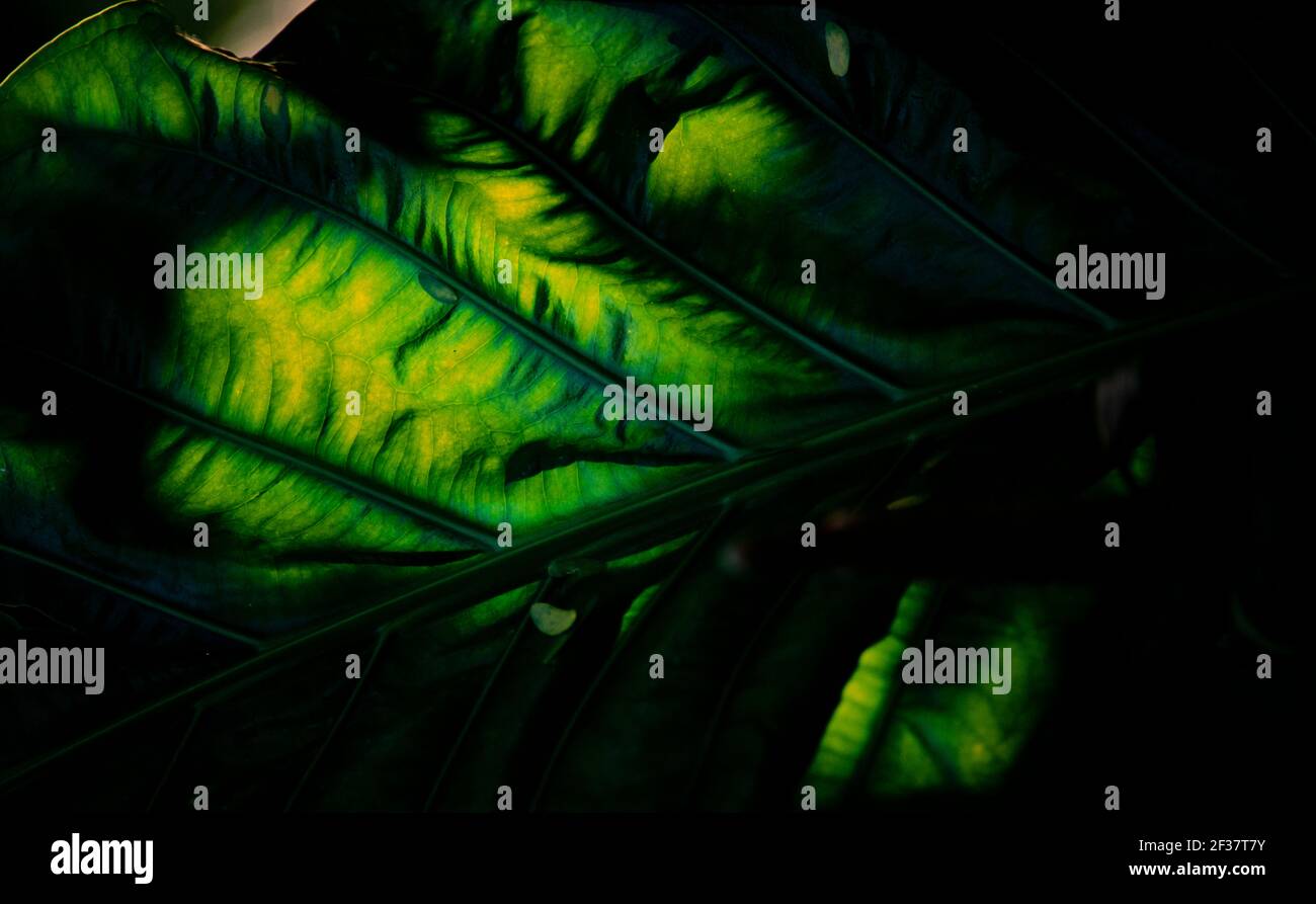 Piante tropicali, Coral Gables Coral Gables, Florida Foto Stock