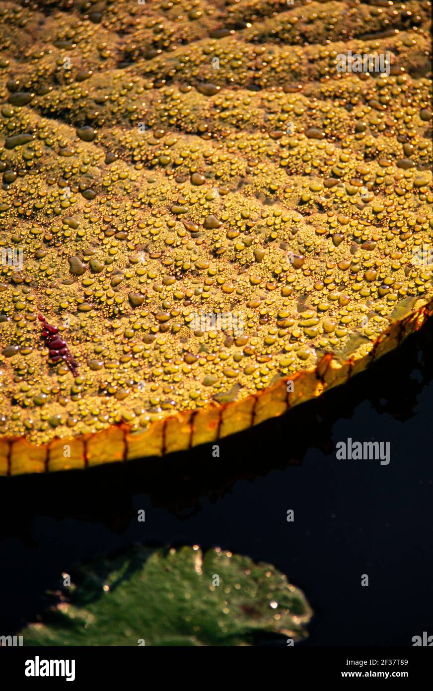 Piante tropicali, Coral Gables Coral Gables, Florida Foto Stock